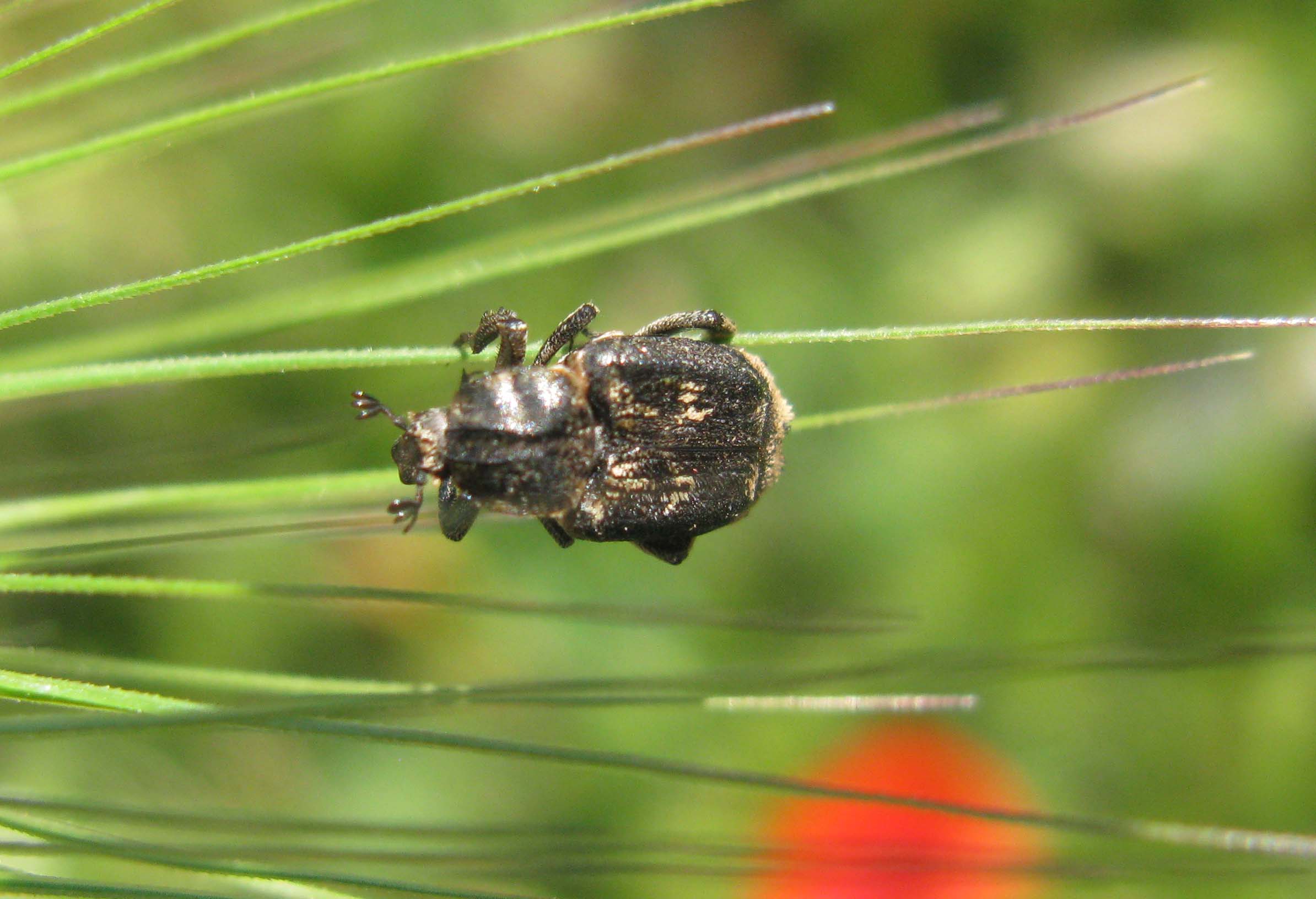 Valgus hemipterus (Cetoniidae)